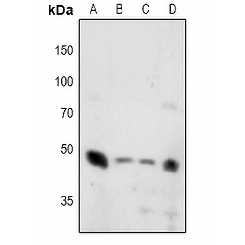 Synaptotagmin (Phospho-T202/199) Rabbit Polyclonal Antibody