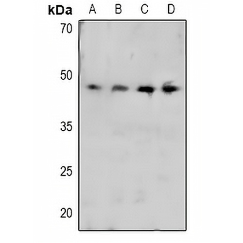CRK (Phospho-Y221) Rabbit Polyclonal Antibody