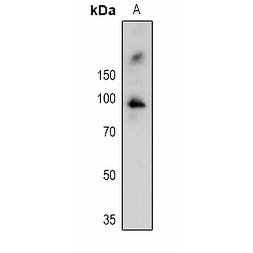 RSK1 (Phospho-T359/S363) Rabbit Polyclonal Antibody