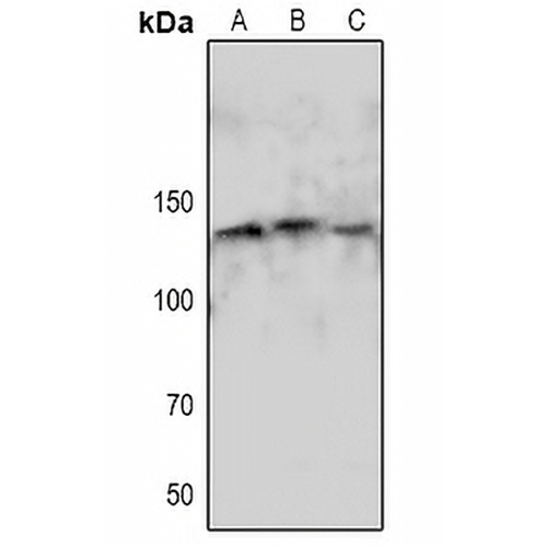eNOS (Phospho-S1179) Rabbit Polyclonal Antibody