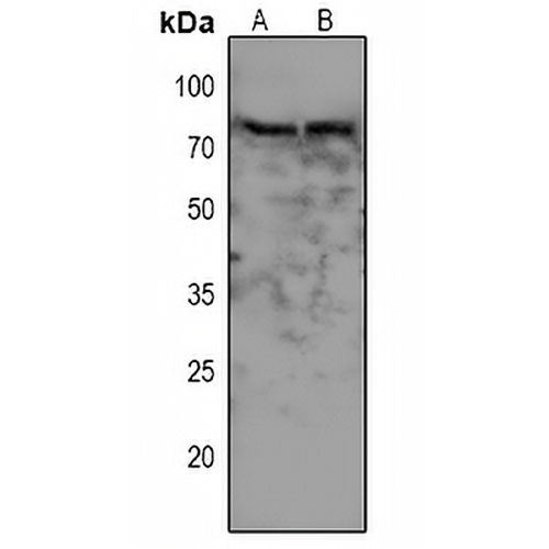 WEE1 (Phospho-S642) Rabbit Polyclonal Antibody