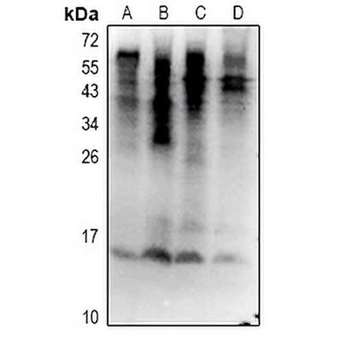 Ubiquitin (Phospho-S65) Rabbit Polyclonal Antibody