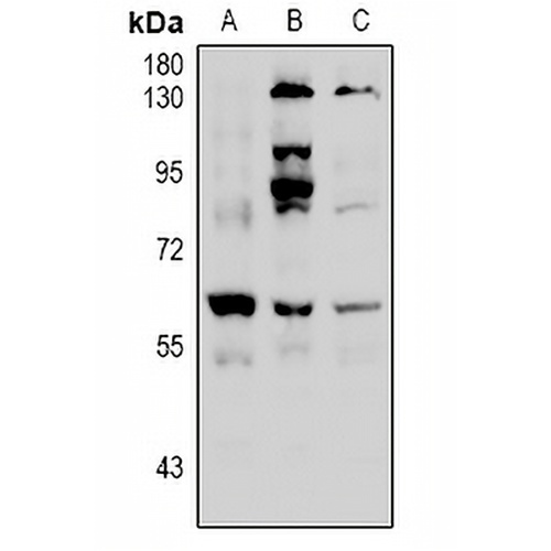 Histone Deacetylase 2 (Phospho-S394) Rabbit Polyclonal Antibody