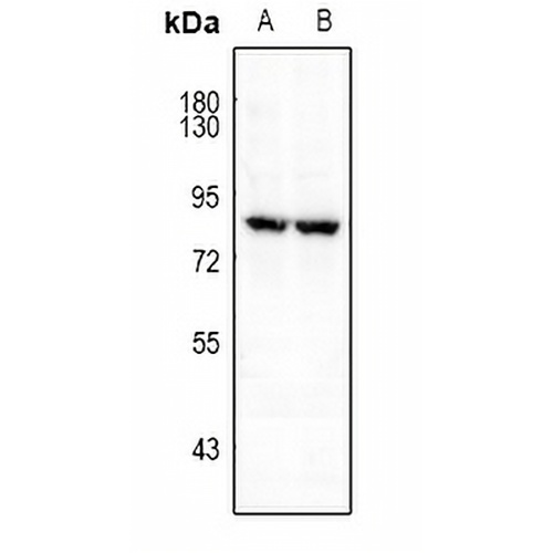 FRS2 (Phospho-Y196) Rabbit Polyclonal Antibody