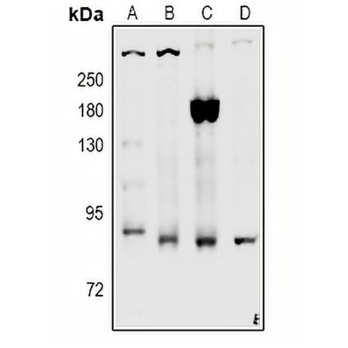 CD91 (Phospho-S4520) Rabbit Polyclonal Antibody