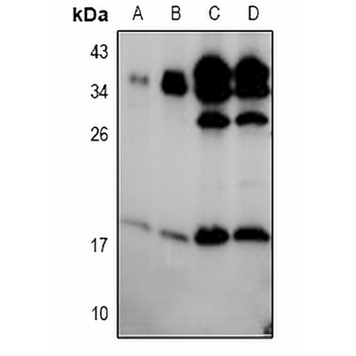 BIK (Phospho-S35) Rabbit Polyclonal Antibody