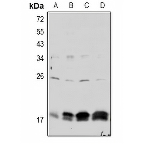 Claudin 4 (Phospho-Y208) Rabbit Polyclonal Antibody