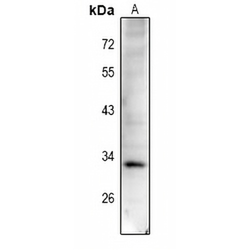 Cyclin D1 (Phospho-T288) Rabbit Polyclonal Antibody