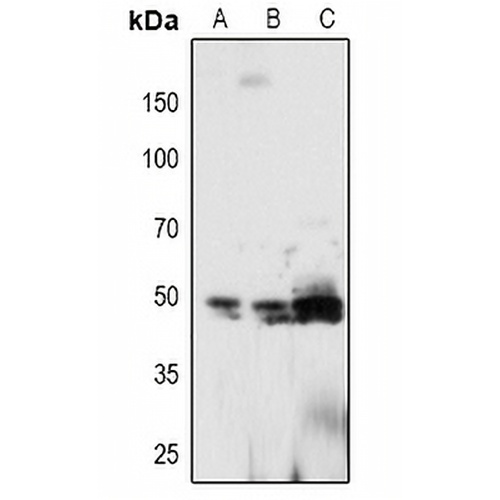 PTP1B (Phospho-Y66) Rabbit Polyclonal Antibody