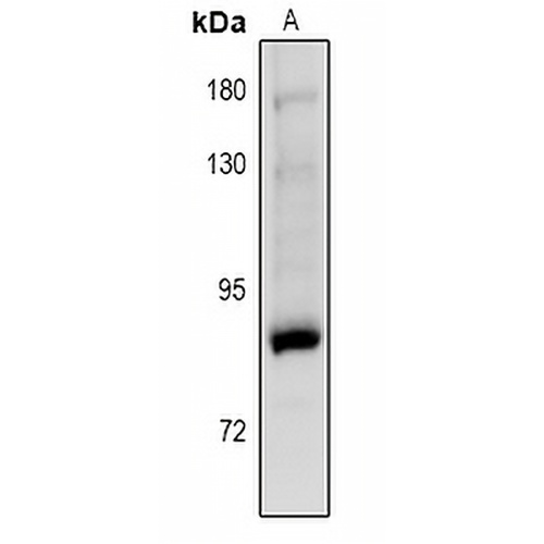 PKC gamma (Phospho-T514) Rabbit Polyclonal Antibody
