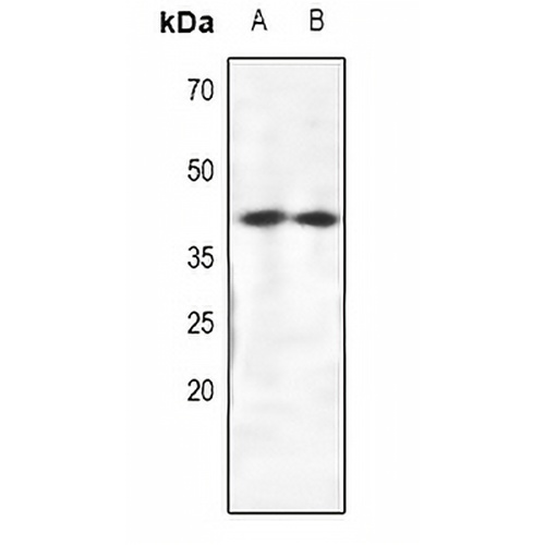 CRKL Rabbit Polyclonal Antibody