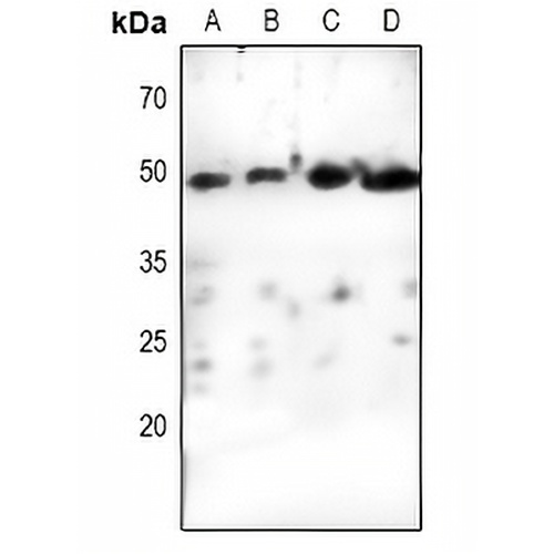 Cyclin E1 Rabbit Polyclonal Antibody