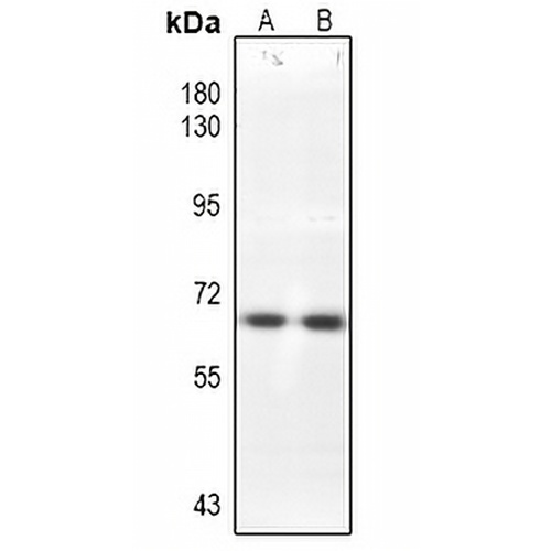 CDC25B Rabbit Polyclonal Antibody