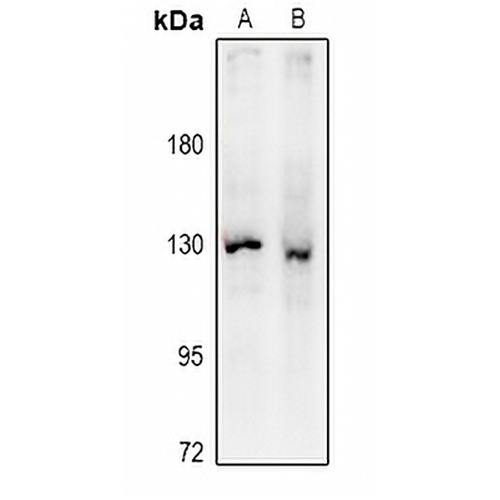 eNOS Rabbit Polyclonal Antibody