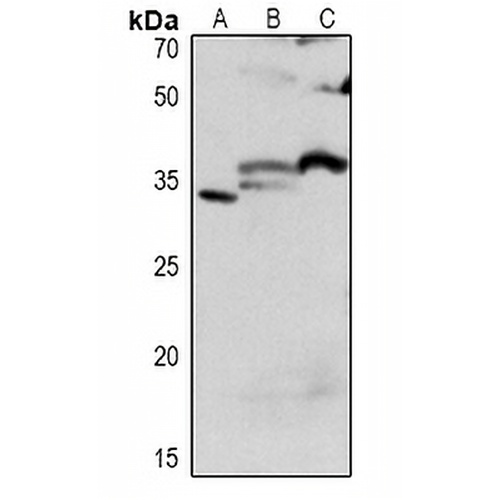 CDC2 Rabbit Polyclonal Antibody