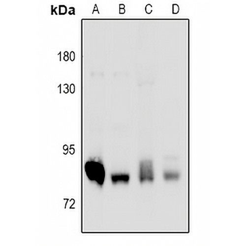 PKC delta Rabbit Polyclonal Antibody