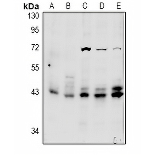 ERK1/2 Rabbit Polyclonal Antibody