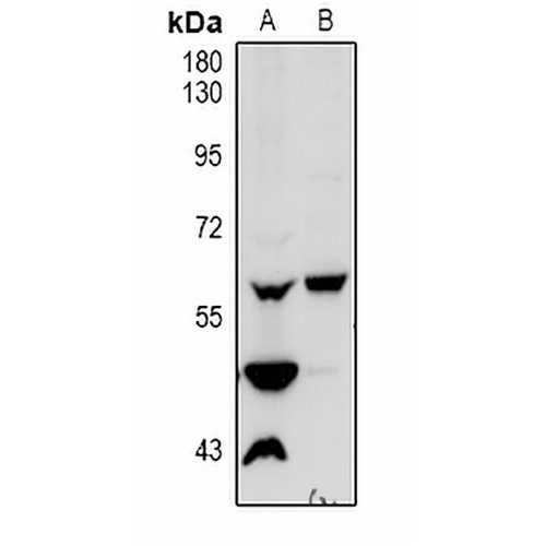 Vimentin Rabbit Polyclonal Antibody