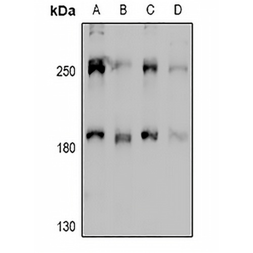MYO10 Rabbit Polyclonal Antibody
