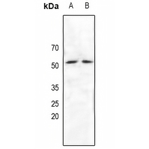 NRF1 Rabbit Polyclonal Antibody
