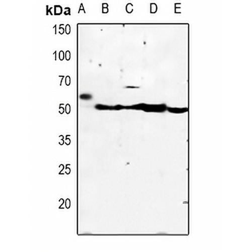Kir2.3 Rabbit Polyclonal Antibody