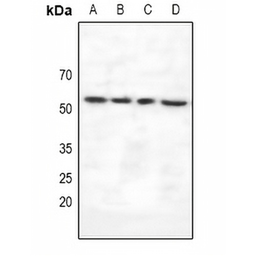 VRK3 Rabbit Polyclonal Antibody
