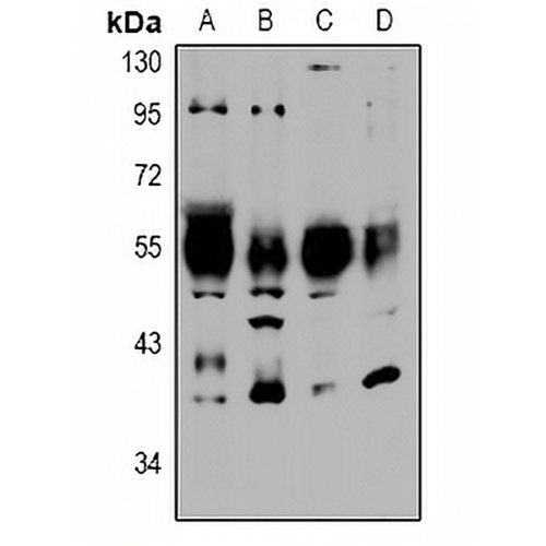 NTR2 Rabbit Polyclonal Antibody