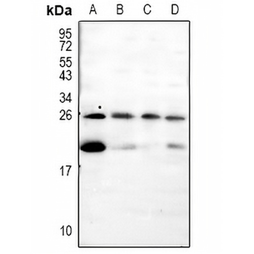 Pleiotrophin Rabbit Polyclonal Antibody