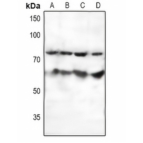 SF1 Rabbit Polyclonal Antibody