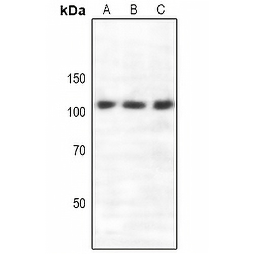 Semaphorin 4C Rabbit Polyclonal Antibody