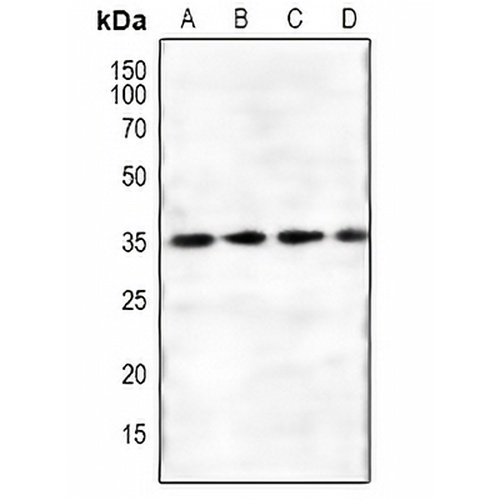 FKSG1 Rabbit Polyclonal Antibody