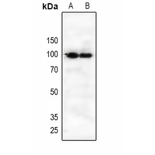 CD360 Rabbit Polyclonal Antibody
