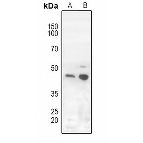 ROR gamma Rabbit Polyclonal Antibody