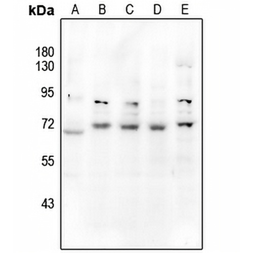 CD39 Rabbit Polyclonal Antibody