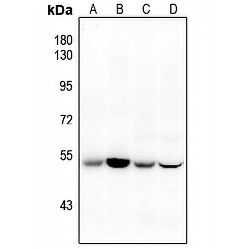 CD47 Rabbit Polyclonal Antibody