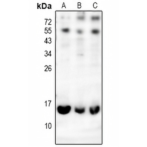 CD179a Rabbit Polyclonal Antibody