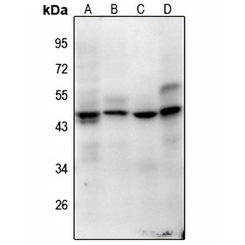 Histone H1oo (Acetyl-K163) Rabbit Polyclonal Antibody