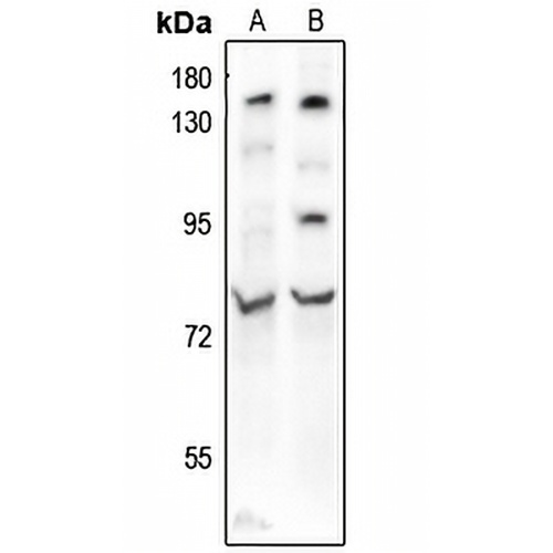 BMAL1 (Acetyl-K538) Rabbit Polyclonal Antibody