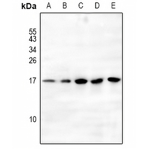 Histone H3 (MonoMethyl-K79) Rabbit Polyclonal Antibody