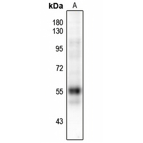 RUNX1 (Phospho-S249) Rabbit Polyclonal Antibody