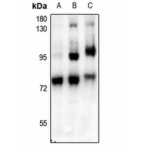 c-RAF (Phospho-S621) Rabbit Polyclonal Antibody
