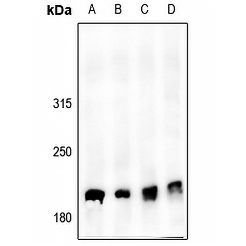 53BP1 (Phospho-S6) Rabbit Polyclonal Antibody