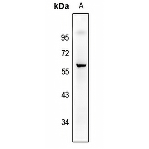 CD226 (Phospho-S329) Rabbit Polyclonal Antibody