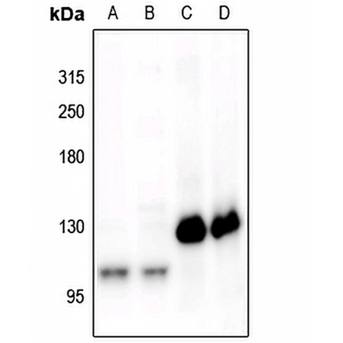 CD115 (Phospho-Y561) Rabbit Polyclonal Antibody