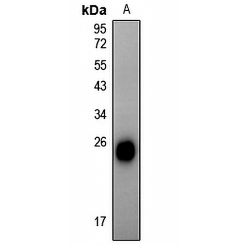 Alpha-crystallin B (Phospho-S59) Rabbit Polyclonal Antibody