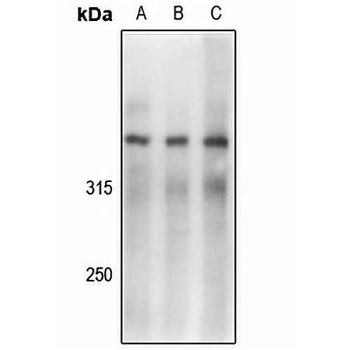 DNA-PKcs (Phospho-S2056) Rabbit Polyclonal Antibody