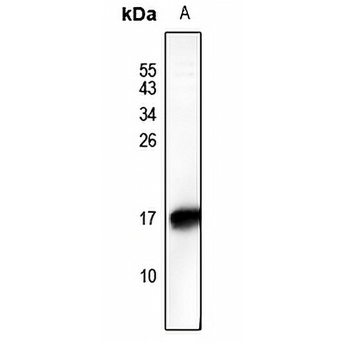 HMGN2 (Phospho-S29) Rabbit Polyclonal Antibody
