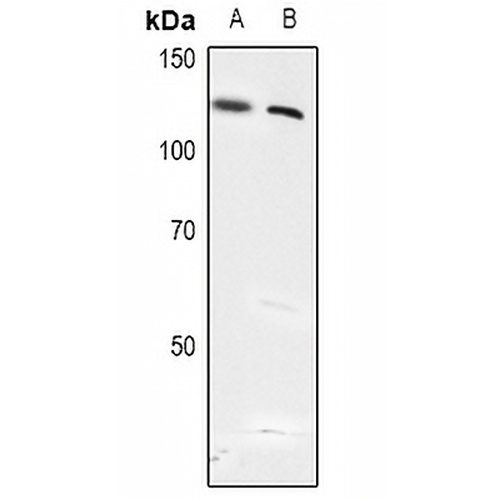 USP28 (Phospho-S714) Rabbit Polyclonal Antibody