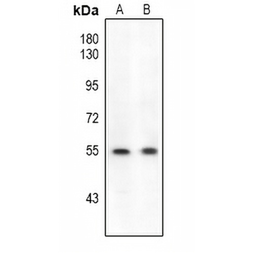 ETS1 (Phospho-S282) Rabbit Polyclonal Antibody