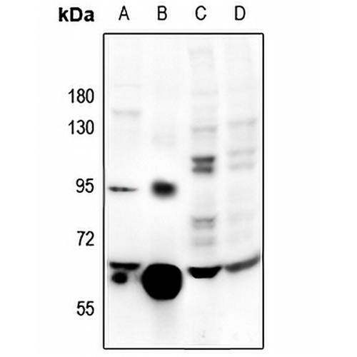 Catalase Rabbit Polyclonal Antibody